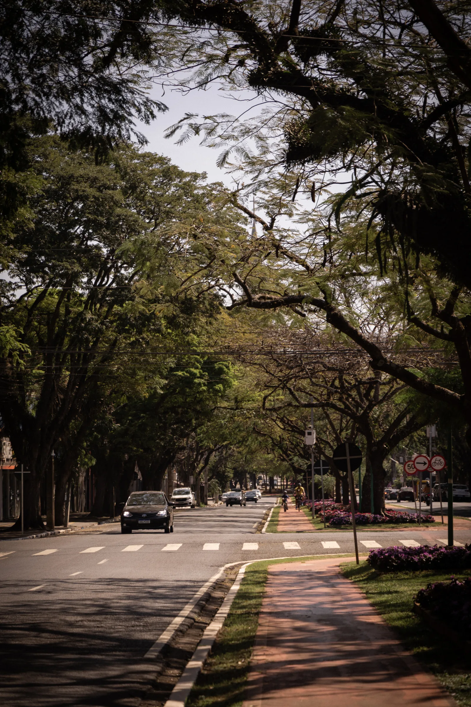 Avenida arborizada na região da Av. Cerro Azul, entorno do Solum em Maringá